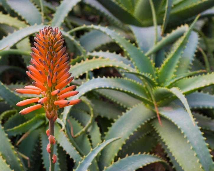 Aloe vera, true aloe: House and medicinal plant 