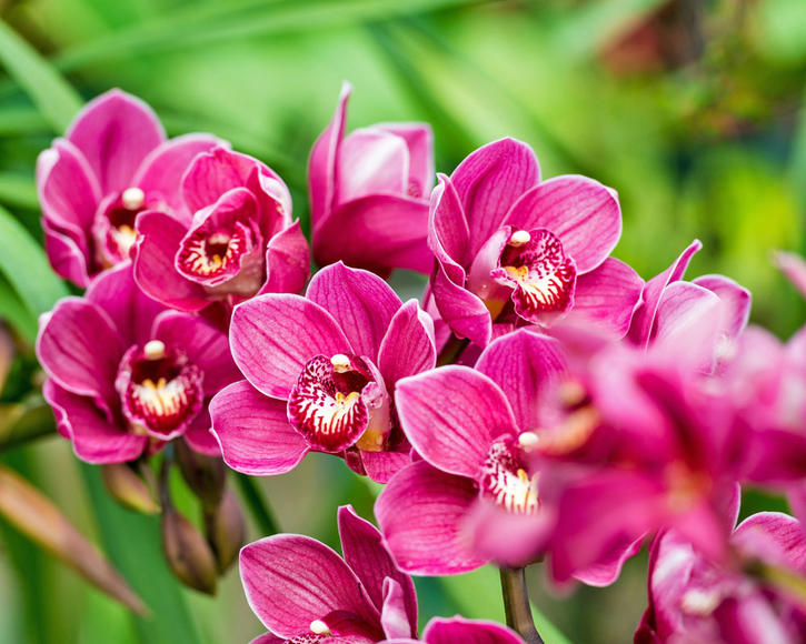 Planting and caring for Cymbidium Orchids 