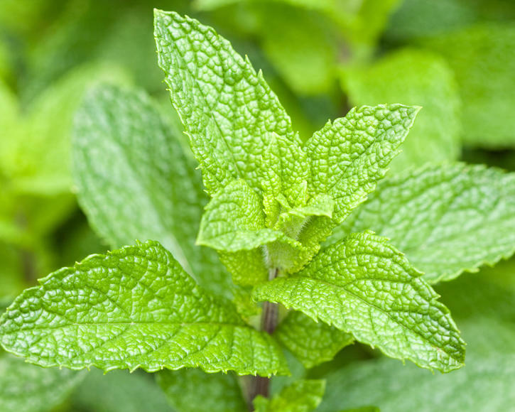 Planting and caring for Peppermint 