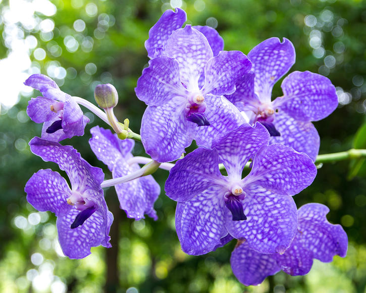 Planting and caring for Vanda Orchids - myGarden.com
