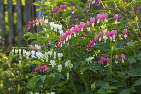 Asian bleeding heart in pink and white