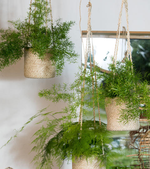 Hanging baskets with Asparagus fern
