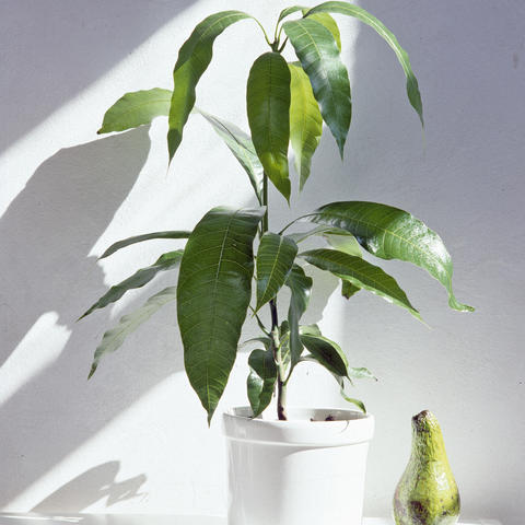 young avocado plant