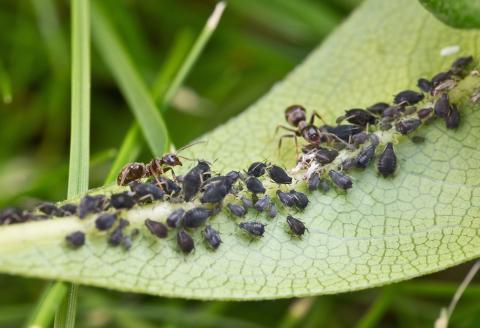 Aphids ants