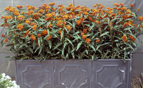 Butterfly weed in containers
