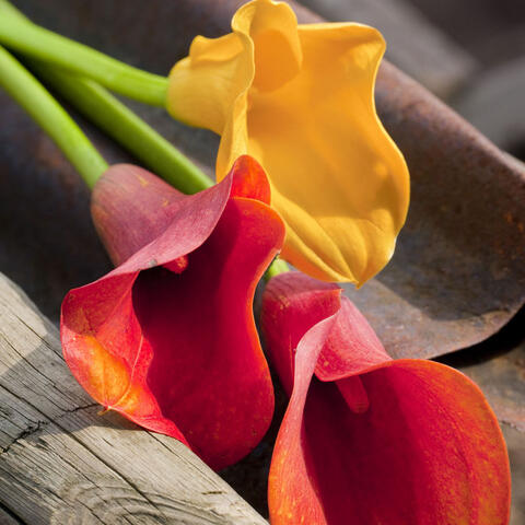 Various colors of calla flowers