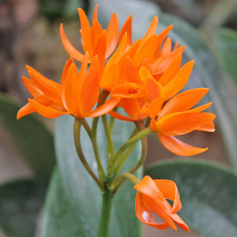 Cattleya Aurantiaca in bright orange