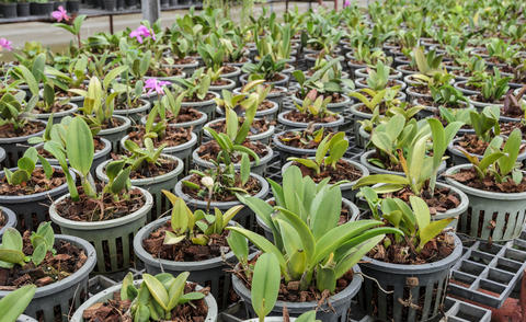 Cattleya Orchids thrive best on coarse bark