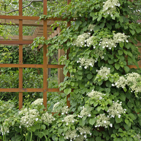 Image of Hydrangea trellis covered in blooms