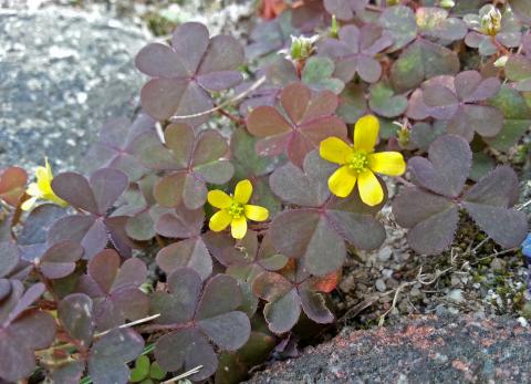 Creeping Woodsorrel (Oxalis corniculata) in pavement joints