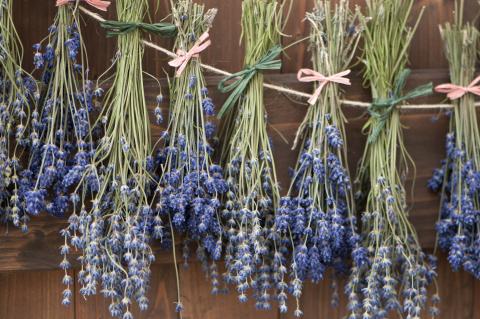 Dry lavender headlong