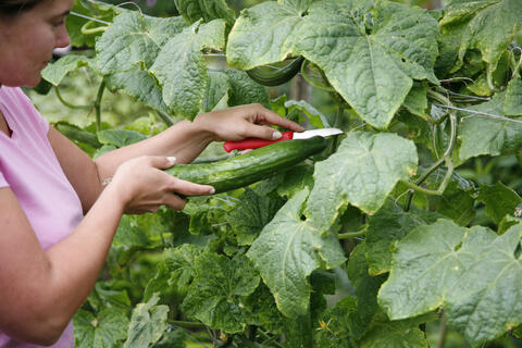 Harvesting cucumbers