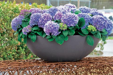 Hydrangeas in a plant bowl