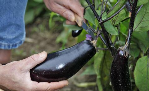 Harvesting eggplants
