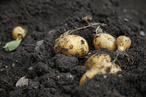 Harvesting new potatoes