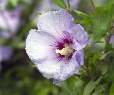 Hibiscus PLANT Syriacus shrub althea Pink Purple Rose of Sharon rose mallow 1'6 