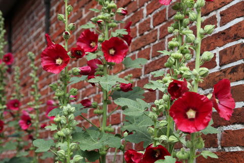 Hollyhocks in front of house wall