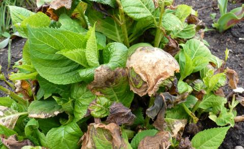 Hydrangea macrophylla damaged by late frosts