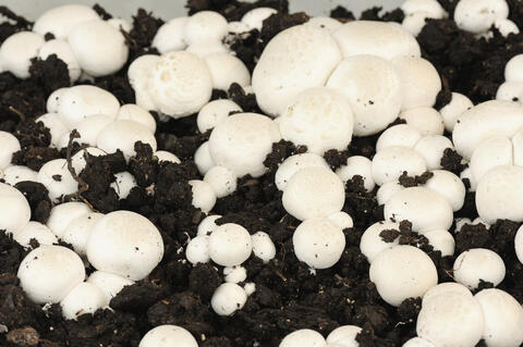 Cultivating button mushrooms in substrate 