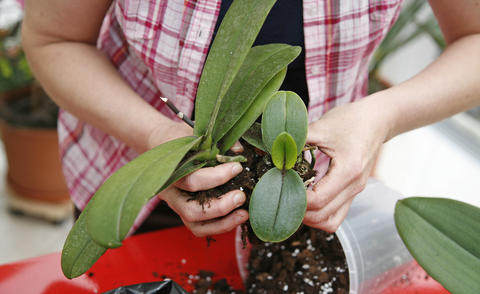 Repotting and propagating Orchids