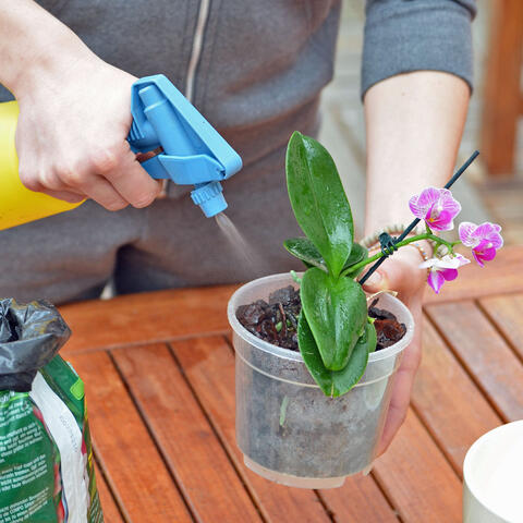 Water the Orchids using a spray bottle