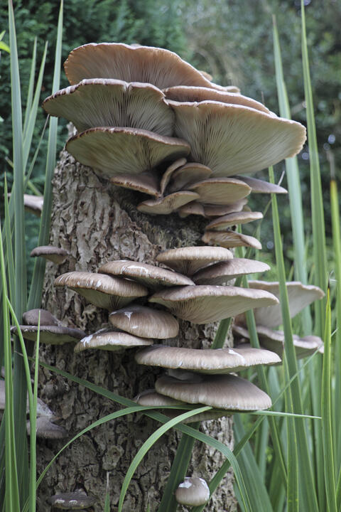 Oyster mushrooms on a tree trunk