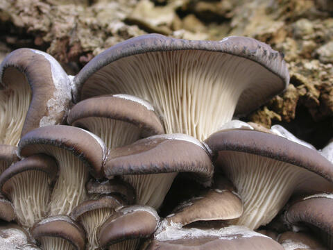 Oyster mushroom harvest
