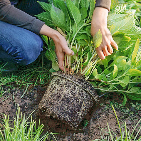 check the roots before planting Hydrangeas