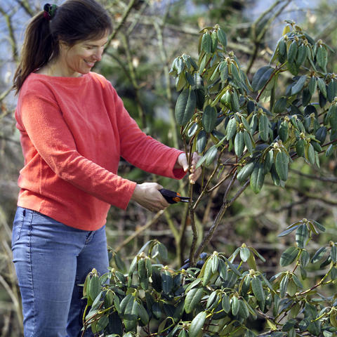Pruning Rhododendrons