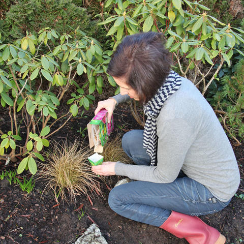 Fertilizing Rhododendrons