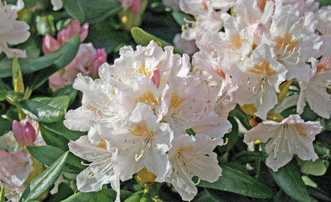 Rhododendron hybrid ‘Cunningham's White’