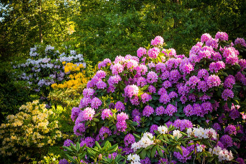 Different Rhododendrons