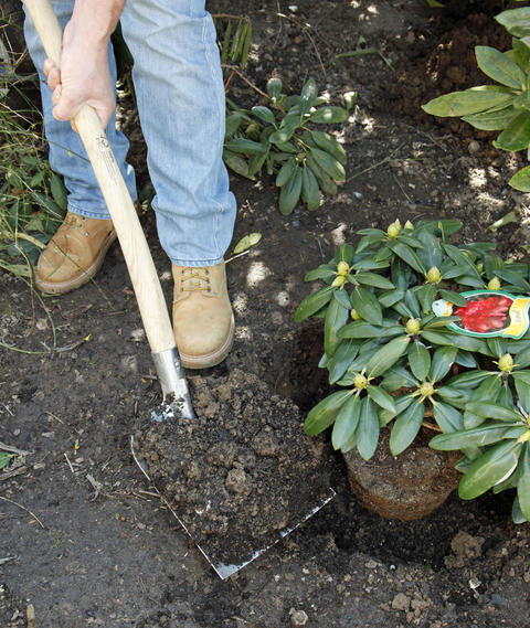 Planting Rhododendron