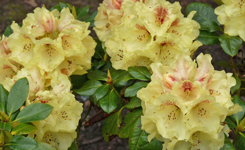 Rhododendron yakushimanum ‘Goldprinz’
