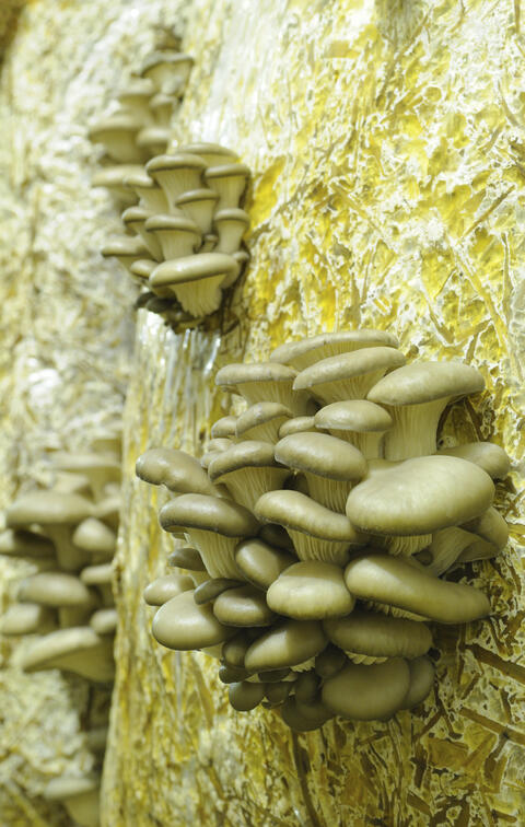 Oyster mushrooms cultivated with straw