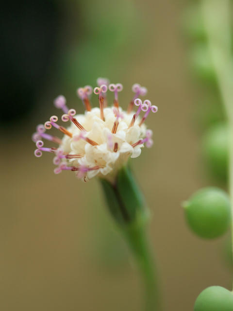 String Of Pearls Flowers: What Makes This Plant Bloom