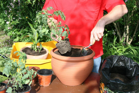 The right planter for tomatoes in pots