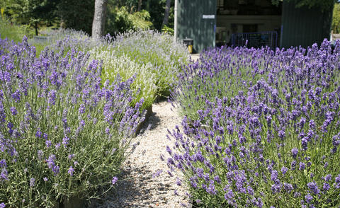 Watering outdoor Lavender properly