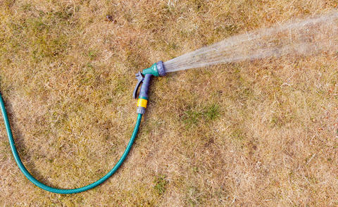 watering a scorched lawn