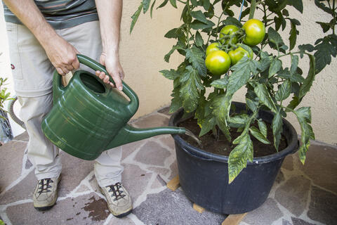 Watering tomatoes