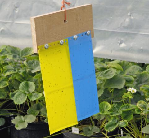 Controlling thrips with yellow traps