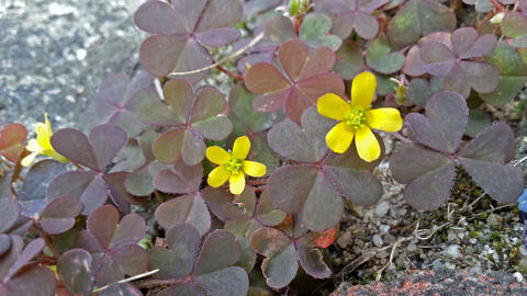 Creeping Woodsorrel (Oxalis corniculata) in pavement joints