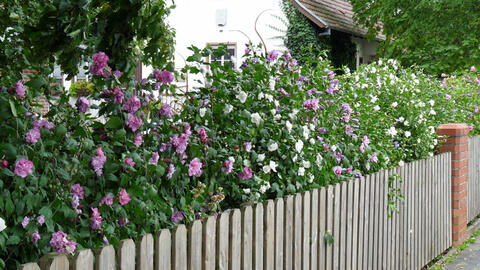 Hibiscus hedge