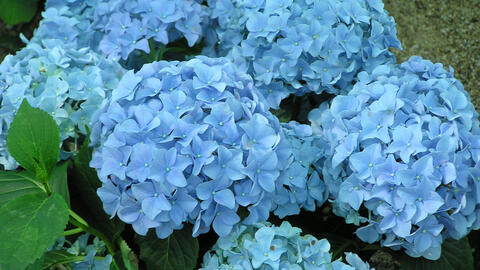 Blue-flowered Hydrangea