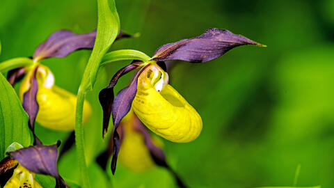 Lady’s Slipper Orchid (Cyprpedium calceolus)