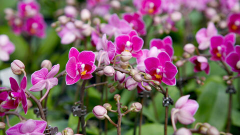 Moth Orchid pink flowers