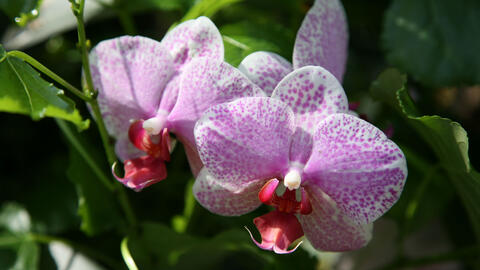 Moth Orchid (Phalaenopsis hybrid)