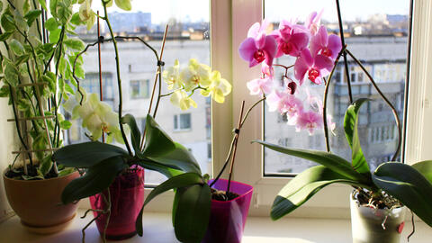 Orchids on a windowsill