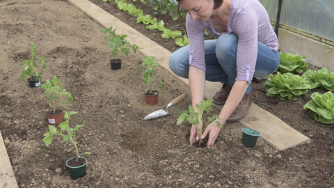 Planting tomato plants correctly