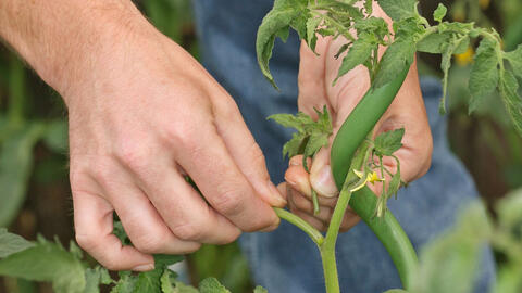 Removing epicormic shoots from tomatoes